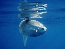 A sun fish in the light of the sun (sun fish is said moon... by Dourieu Charles 